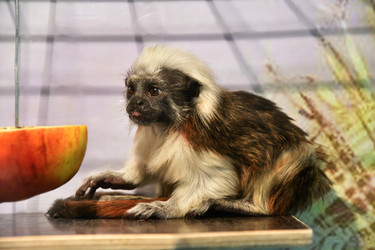 Similar image 21007210