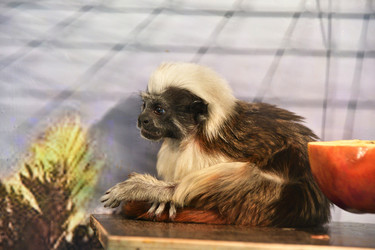 Similar image 21007211