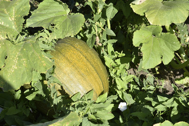 Similar image 21006338