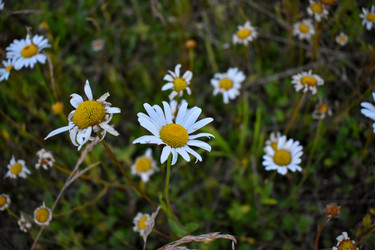 Similar image 21006375