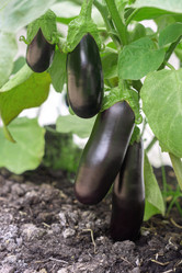 Similar image 21016414