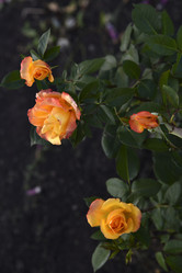 Similar image 21008361