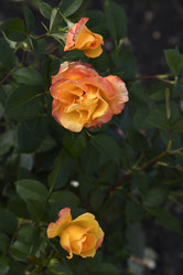 Similar image 21008364