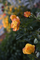 Similar image 21008365