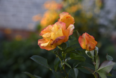 Similar image 21008366