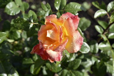 Similar image 21008368