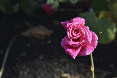 Similar image 21008369