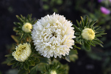 Similar image 21008393