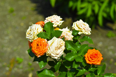 Similar image 21008433