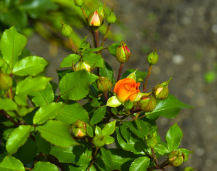 Similar image 21008434