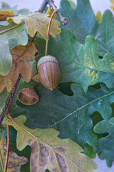 Similar image 21013776