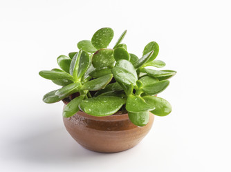 Similar image 21016694