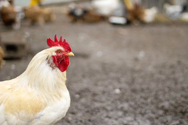 Similar image 21018690