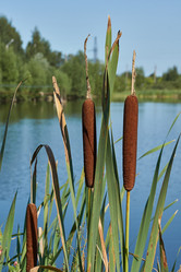 Similar image 21018613