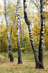 Similar image 21065437