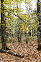 Similar image 21072162