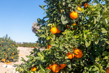 Similar image 21072934