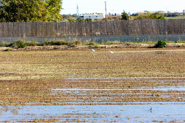 Similar image 21072937