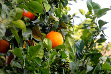 Similar image 21072966