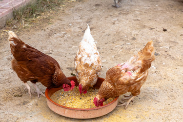 Similar image 21054677