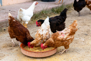 Similar image 21072971