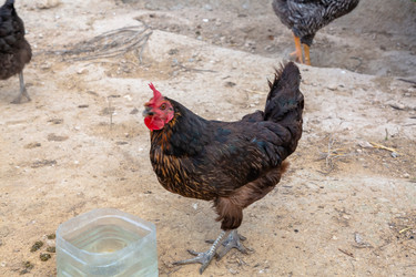 Similar image 21072973