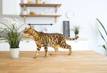 Similar image 21053198