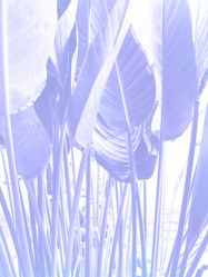 Similar image 21054545