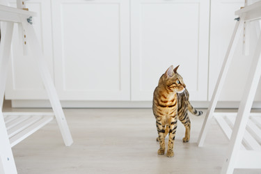 Similar image 21050051