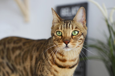 Similar image 21050052