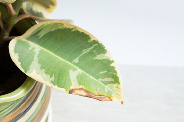 Similar image 21070550