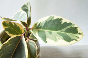 Similar image 21070551