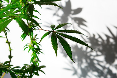 Similar image 21043362