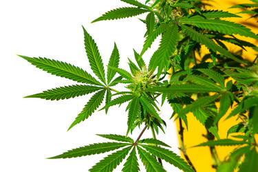 Similar image 21043508