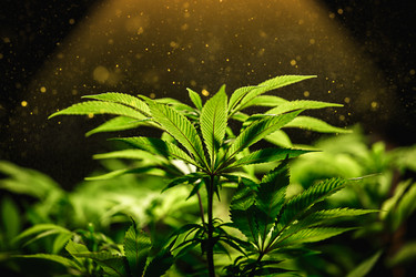 Similar image 21051678