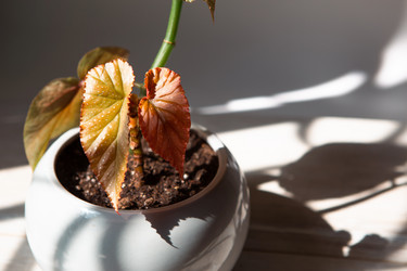 Similar image 21043092