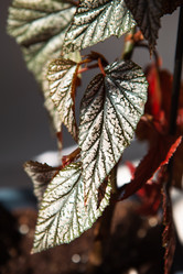 Similar image 21043095