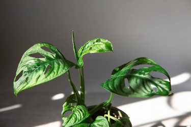 Similar image 21043099