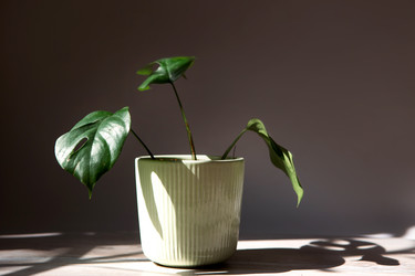 Similar image 21043110