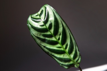 Similar image 21043113