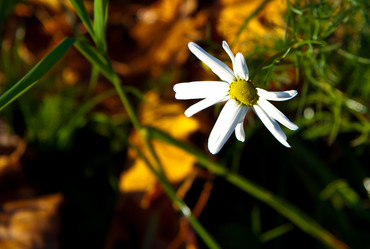 Similar image 21049099