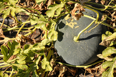 Similar image 21025078