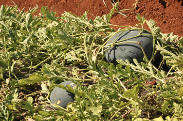 Similar image 21024795