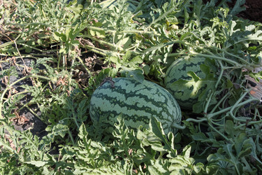 Similar image 21023756