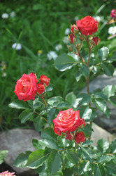 Similar image 21024577