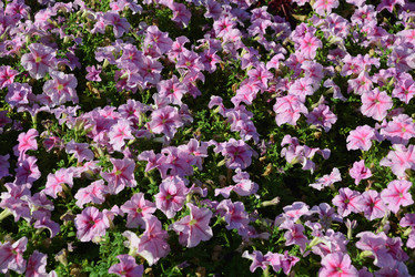 Similar image 21022285