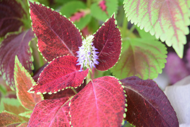 Similar image 21038403