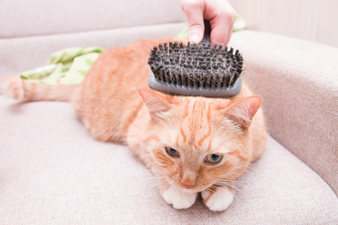 Similar image 21031303