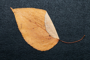 Similar image 21051539