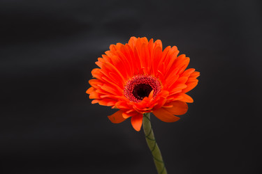 Similar image 21023499